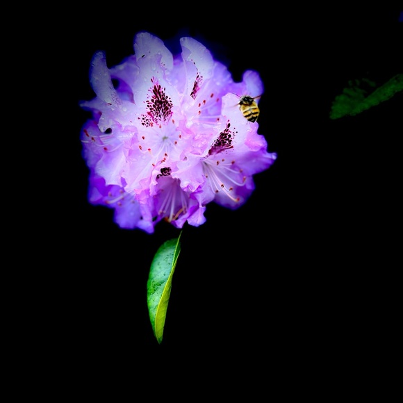 Meet your Posher, Michelle - Picture 1 of 2